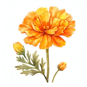 Watercolor Marigold Flower Clipart: Printable Floral Images (JPGs)
