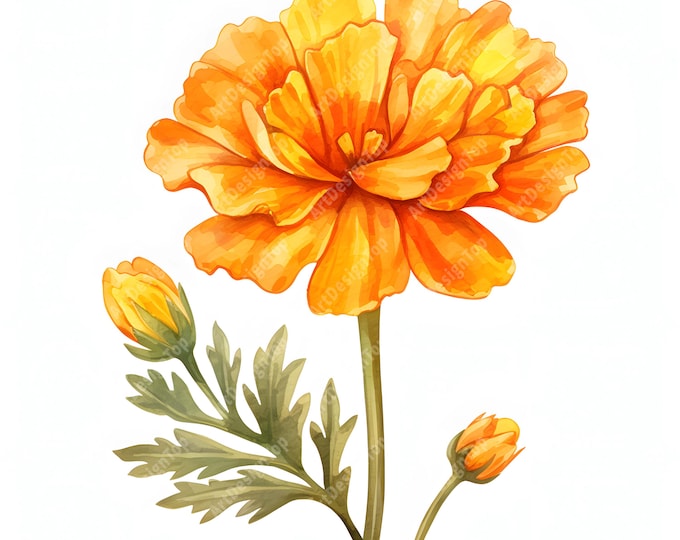 Marigold Flower Clipart, Marigold Bouquet Images, 10 Watercolor Clip Art, Printable JPGs, Instant Download, Commercial Use, Paper craft