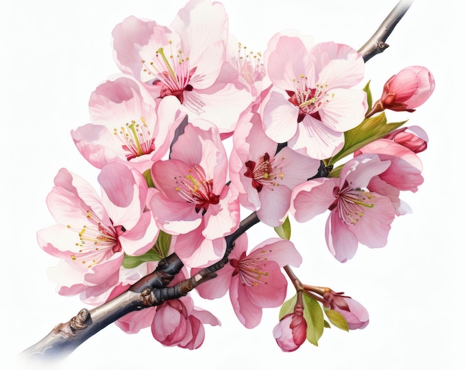 Sakura Blossom Branch Clipart, Pink Cherry Flowers Images, 10 Watercolor Clip Art, Printable JPGs, Instant Download