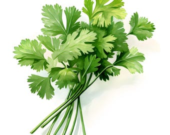 Watercolor Cilantro Clipart: Kitchen Herbs Art (JPGs, Instant Download)