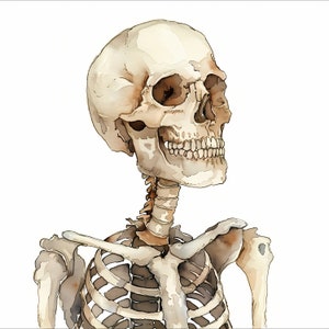 Watercolor Skeleton Clipart: Halloween Images (JPG, Commercial Use)