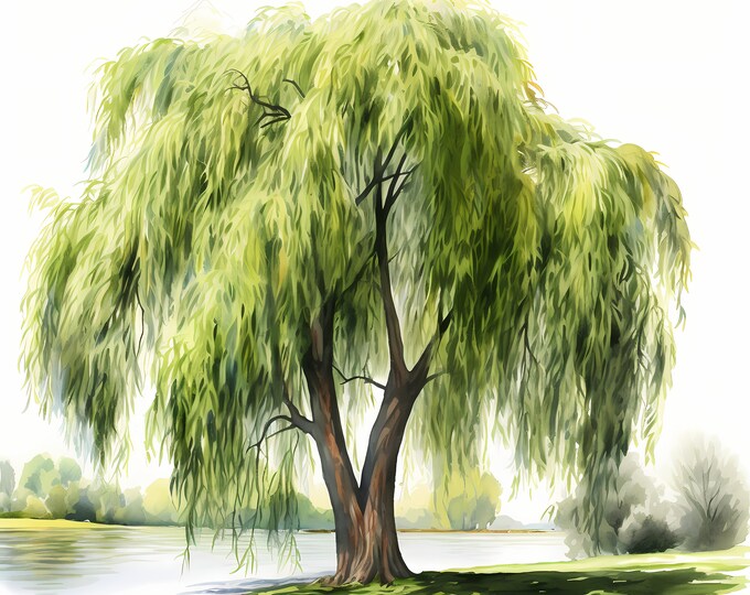 Willow Tree Clipart, Willow Trees Images, 10 Watercolor Clip Art, Printable JPGs, Instant Download, Commercial Use, Paper craft