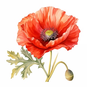 Clipart di papaveri rossi, immagini di fiori di papavero, 10 clipart di acquerelli, JPG stampabili, download immediato, uso commerciale, artigianato di carta