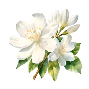 Jasmin Clipart, Jasmin Blumen Bilder, 10 Aquarell Clip Art, druckbare JPGs, Sofort Download, kommerzielle Nutzung, Papiermodell