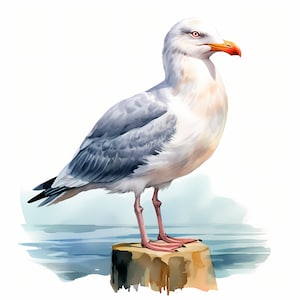 Clipart zeemeeuw, zeemeeuwafbeeldingen, 10 aquarel-illustraties, afdrukbare JPG's, Instant Download, Commercieel gebruik, Papercraft