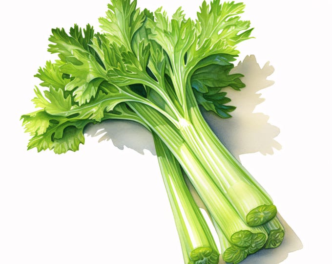 Watercolor Celery Clipart: Fresh Vegetable Art, Commercial Use (JPGs, Digital Download)