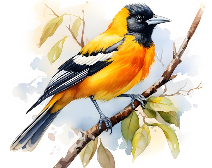 Oriole Clipart, Baltimore Oriole Images, 10 Watercolor Clip Art, Printable JPGs, Instant Download, Commercial Use, Paper craft