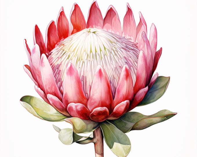 Watercolor Protea Clipart: Exotic Flower JPG Images, Commercial Use (Instant Download)