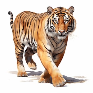 Tijger clipart, Bengaalse tijger afbeeldingen, 10 aquarel illustraties, afdrukbare JPG's, Instant Download, Commercieel gebruik, Papercraft