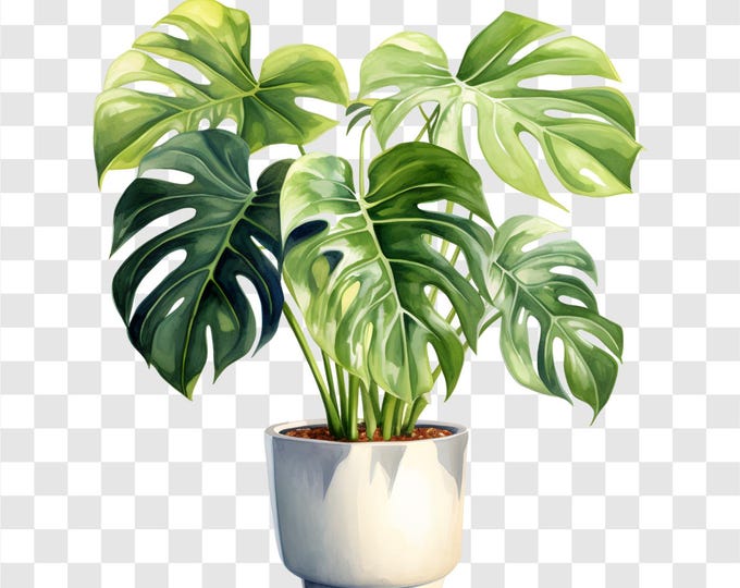 10 PNG Potted Monstera, Monstera Clipart, Watercolor Clip Art, Instant Download, Commercial Use, Paper craft
