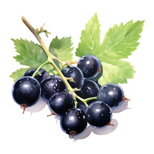 Black Currant Clipart, Blackcurrant Images, 10 Watercolor Clip Art, Printable JPGs, Instant Download, Commercial Use, Paper craft