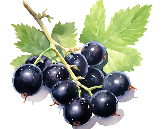 Black Currant Clipart, Blackcurrant Images, 10 Watercolor Clip Art, Printable JPGs, Instant Download, Commercial Use, Paper craft