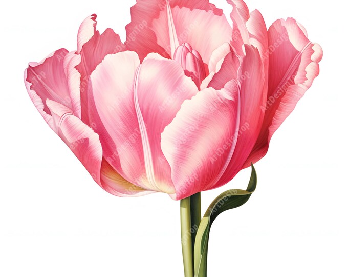Pink Tulip Clipart, Tulip Flower Images, 10 Watercolor Clip Art, Printable JPGs, Instant Download, Commercial Use, Paper craft