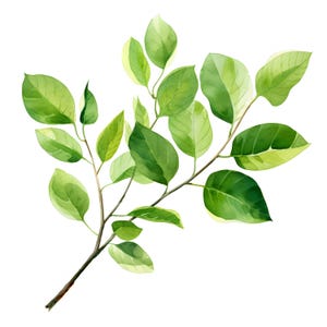 Groene tak clipart, boomtak afbeeldingen, 10 aquarel illustraties, afdrukbare JPG's, Instant Download, Commercieel gebruik, Papercraft