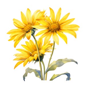 Arnica Montana, Arnika Blumen Bilder, 10 Aquarell Clip Art, druckbare JPGs, Sofort Download, kommerzielle Nutzung, Papiermodell