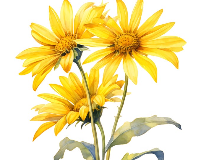 Arnica Montana Clipart, Arnica Flowers Images, 10 Watercolor Clip Art, Printable JPGs, Instant Download, Commercial Use, Paper craft