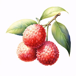 Watercolor Lychee Clipart: Exotic Fruit JPG Images (Commercial Use, Instant Download)