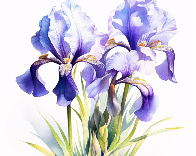 Watercolor Iris Flower Clipart: Purple Floral Art, Commercial Use (JPGs, Instant Download)
