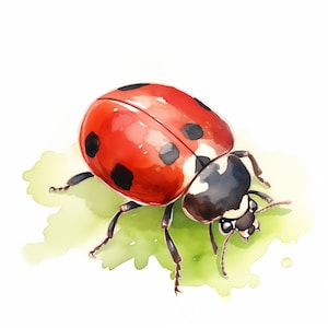 Clipart coccinella, immagini Lady Bug, 10 clipart ad acquerello, JPG stampabili, download istantaneo, uso commerciale, artigianato con la carta