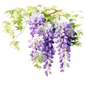 Clipart di glicine viola, immagini di glicine americano, 10 clipart ad acquerello, JPG stampabili, download immediato, uso commerciale, artigianato di carta
