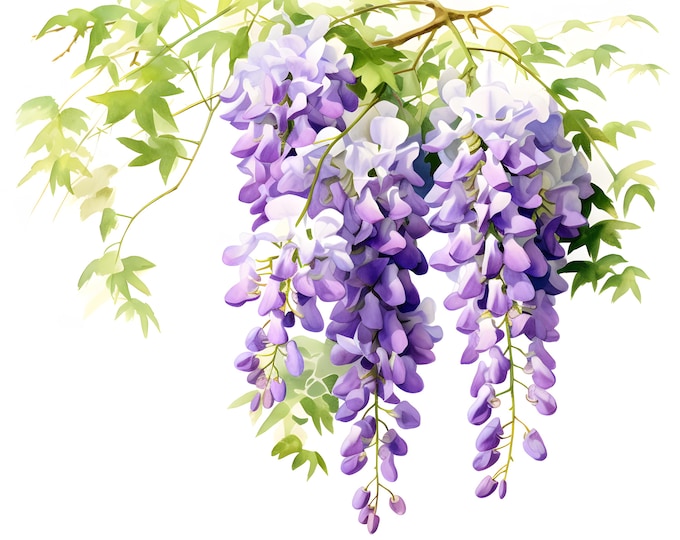 Purple Wisteria Clipart, American Wisteria Images, 10 Watercolor Clip Art, Printable JPGs, Instant Download, Commercial Use, Paper craft