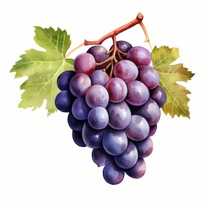 Watercolor Grape Clipart: Printable Fruit Images (JPG Digital Download)