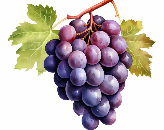 Grape Clipart, Grape Branches Images, 10 Watercolor Clip Art, Printable JPGs, Instant Download, Commercial Use, Paper craft