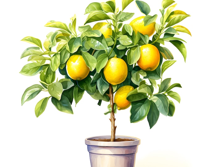Lemon Tree Clipart, Lemon In Pot Images, 10 Watercolor Clip Art, Printable JPGs, Instant Download, Commercial Use, Paper craft