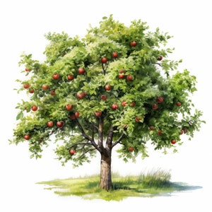 Apple Tree Clipart, Tree in Nature Images, 10 Watercolor Clip Art, Printable JPGs, Instant Download, Commercial Use, Paper craft