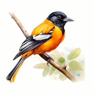 Baltimore Oriole Watercolor Clipart: Bird Art, Commercial Use (JPGs)