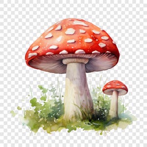 May include: A watercolor illustration of two mushrooms with bright red caps featuring white spots. The larger mushroom has a thick, pale stalk and visible gills underneath the cap. Both mushrooms are surrounded by green grass and foliage.