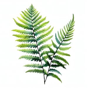 Clipart fougère forestière, Images de feuilles de fougère, 10 images clipart aquarelle, fichiers JPG imprimables, téléchargement immédiat, usage commercial, créations en papier