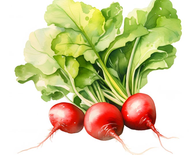 Radish Clipart, Radish With Leaves Images, 10 Watercolor Clip Art, Printable JPGs, Instant Download, Commercial Use, Paper craft
