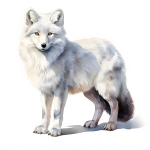 Clipart renard arctique, images de renards hivernaux, 10 images clipart aquarelle, fichiers JPG imprimables, téléchargement immédiat, usage commercial, créations en papier