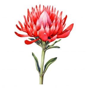 Clipart Indiase penseel, afbeeldingen woestijnbloemen, 10 aquarel illustraties, afdrukbare JPG's, Instant Download, Commercieel gebruik, Papercraft