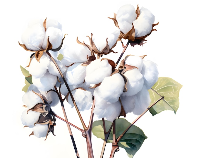 Cotton Clipart, Cotton Plants Images, 10 Watercolor Clip Art, Printable JPGs, Instant Download, Commercial Use, Paper craft