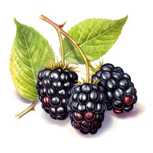 Blackberry Clipart, Black Berries Images, 10 Watercolor Clip Art, Printable JPGs, Instant Download, Commercial Use, Paper craft