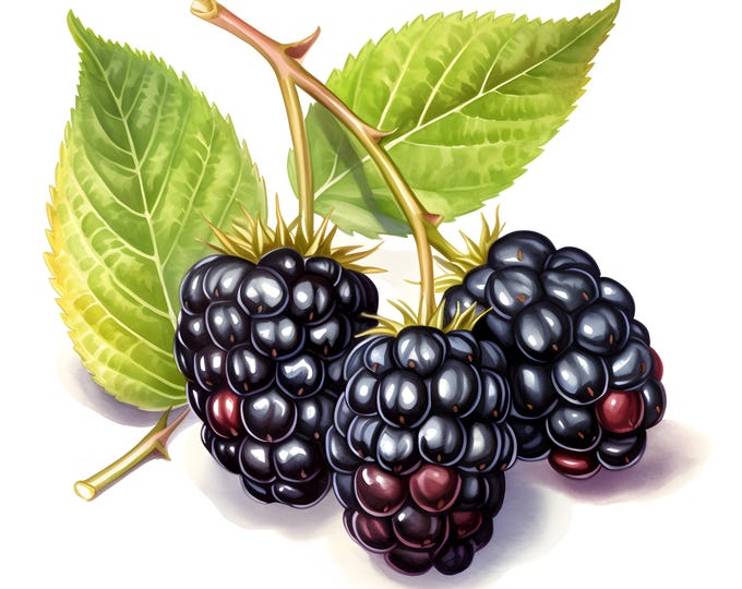 Blackberry Clipart, Black Berries Images, 10 Watercolor Clip Art, Printable JPGs, Instant Download, Commercial Use, Paper craft