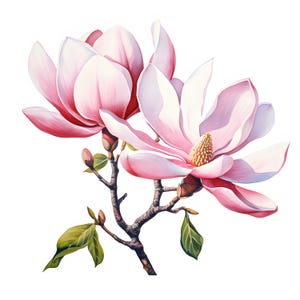 Clipart de magnolia, images de branches de magnolia, 10 cliparts aquarelle, fichiers JPG imprimables, téléchargement immédiat, usage commercial, créations en papier