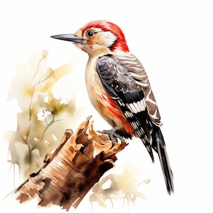 Specht Clipart, Specht Bilder, Aquarell Clip Art, druckbare JPGs, Sofort Download, kommerzielle Nutzung, Papiermodell