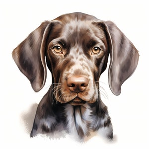 May include: A brown and white German Shorthaired Pointer dog with brown eyes looking directly at the camera.