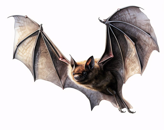 Watercolor Flying Bat Clipart: Halloween JPG Images, Commercial Use (Digital Download)