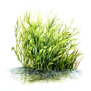 Clipart d'herbes marines, images d'herbes marines, 10 images clipart aquarelle, fichiers JPG imprimables, téléchargement immédiat, usage commercial, créations en papier