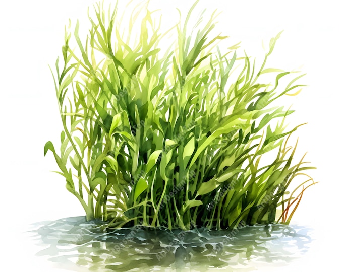 Seagrass Clipart, Sea Grass Images, 10 Watercolor Clip Art, Printable JPGs, Instant Download, Commercial Use, Paper craft