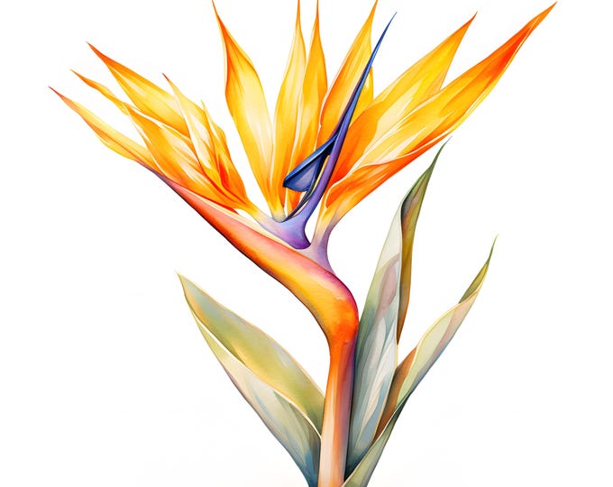 Strelitzia Clipart, Strelitzia Flower Images, 10 Watercolor Clip Art, Printable JPGs, Instant Download, Commercial Use, Paper craft
