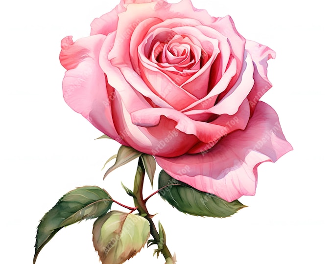 Pink Rose Clipart, Rose Flower Images, 10 Watercolor Clip Art, Printable JPGs, Instant Download, Commercial Use, Paper craft
