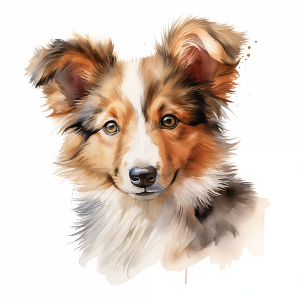 10 Shetland Sheepdog, Puppy Dog, Shetland Collie, Sheltie JPG, Watercolor Clipart, Printable Image, Instant Download, Commercial Use