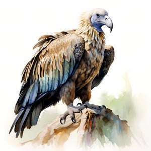 Akvarell gam Clipart: Rovfågel JPG-bilder (Kommersiellt bruk)