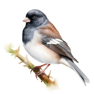 Junco Clipart, Imagens de Pássaro Pardal Junco, 10 Clip Art em Aquarela, JPGs para Impressão, Download Instantâneo, Uso Comercial, Artesanato em Papel