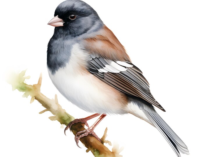 Junco Clipart, Junco Sparrow Bird Images, 10 Watercolor Clip Art, Printable JPGs, Instant Download, Commercial Use, Paper craft